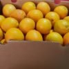 Jual Jeruk Di Tangerang,Jual Buah Grosir Di Tangerang