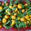 Jual Jeruk Di Tangerang,Jual Buah Grosir Di Tangerang