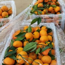 Jual Jeruk Di Tangerang,Jual Buah Grosir Di Tangerang