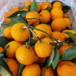 Jual Jeruk Di Tangerang,Jual Buah Grosir Di Tangerang