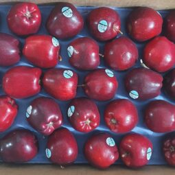 Jual Apel Di Tangerang,Jual Buah Grosir Di Tangerang