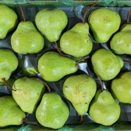 Jual Pear Di Tangerang,Jual Buah Grosir Di Tangerang