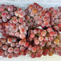 Jual Anggur Di Tanah Tinggi,Jual Anggur Di Lampung,Jual Anggur Di Serang Banten