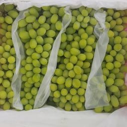 Jual Anggur Di Tanah Tinggi,Jual Anggur Di Lampung,Jual Anggur Di Serang Banten