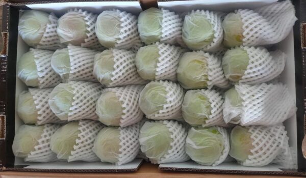 Jual Pear Di Tangerang,Jual Buah Grosir Di Tangerang